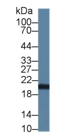 Invitrogen CNPY2 Polyclonal Antibody 20 &mu;L; Unconjugated:Antibodies,