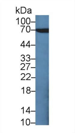 Invitrogen CD66e (CEA) Polyclonal Antibody:Antibodies:Primary Antibodies