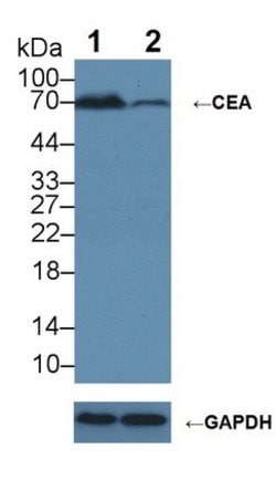 Invitrogen CD66e (CEA) Polyclonal Antibody 20 &mu;L; Unconjugated:Antibodies,