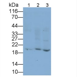 Invitrogen Beta-casein Polyclonal Antibody:Antibodies:Primary Antibodies