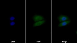 Invitrogen CK1 alpha Polyclonal Antibody 20 &mu;L | Buy Online | Invitrogen&trade; | Fisher Scientific