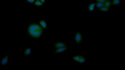 Invitrogen CK1 alpha Polyclonal Antibody 20 &mu;L | Buy Online | Invitrogen&trade; | Fisher Scientific
