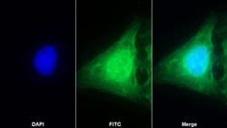 Invitrogen Caspase 1 Polyclonal Antibody:Antibodies:Primary Antibodies