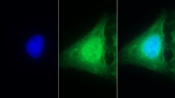 Invitrogen Caspase 1 Polyclonal Antibody:Antibodies:Primary Antibodies