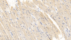 Invitrogen Caspase 1 Polyclonal Antibody:Antibodies:Primary Antibodies