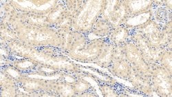 Invitrogen Caspase 1 Polyclonal Antibody:Antibodies:Primary Antibodies