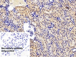 Invitrogen Caspase 1 Polyclonal Antibody:Antibodies:Primary Antibodies