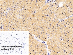 Invitrogen Caspase 1 Polyclonal Antibody:Antibodies:Primary Antibodies