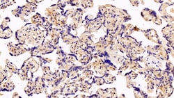 Invitrogen Caspase 1 Polyclonal Antibody:Antibodies:Primary Antibodies