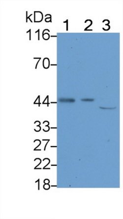 Invitrogen Caspase 1 Polyclonal Antibody:Antibodies:Primary Antibodies