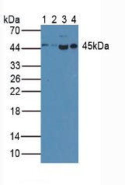 Invitrogen Caspase 1 Polyclonal Antibody:Antibodies:Primary Antibodies