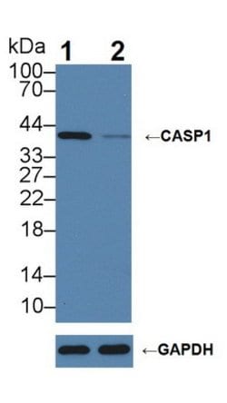 Invitrogen Caspase 1 Polyclonal Antibody:Antibodies:Primary Antibodies