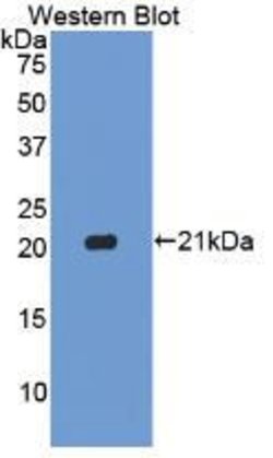 Invitrogen Caspase 1 Polyclonal Antibody:Antibodies:Primary Antibodies