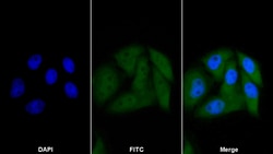 Invitrogen Caspase 1 Polyclonal Antibody 200 &mu;L; Unconjugated:Antibodies,