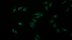 Invitrogen Caspase 1 Polyclonal Antibody 200 &mu;L; Unconjugated:Antibodies,