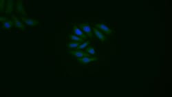 Invitrogen Caspase 1 Polyclonal Antibody 200 &mu;L; Unconjugated:Antibodies,