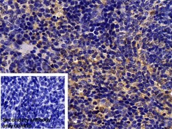 Invitrogen Caspase 1 Polyclonal Antibody 200 &mu;L; Unconjugated:Antibodies,