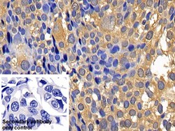 Invitrogen Caspase 1 Polyclonal Antibody 200 &mu;L; Unconjugated:Antibodies,