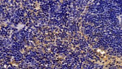 Invitrogen Caspase 1 Polyclonal Antibody 200 &mu;L; Unconjugated:Antibodies,