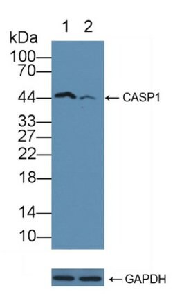 Invitrogen Caspase 1 Polyclonal Antibody 200 &mu;L; Unconjugated:Antibodies,