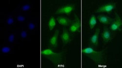 Invitrogen Caspase 2 Polyclonal Antibody 200 &mu;L; Unconjugated:Antibodies,