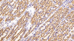 Invitrogen Caspase 2 Polyclonal Antibody 200 &mu;L; Unconjugated:Antibodies,
