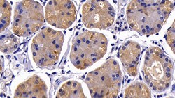 Invitrogen Caspase 2 Polyclonal Antibody 200 &mu;L; Unconjugated:Antibodies,