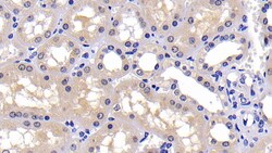 Invitrogen Caspase 2 Polyclonal Antibody 200 &mu;L; Unconjugated:Antibodies,
