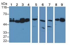 Invitrogen Caspase 2 Polyclonal Antibody:Antibodies:Primary Antibodies