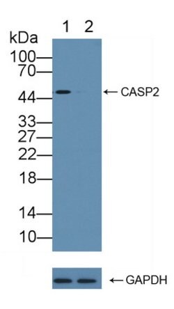 Invitrogen Caspase 2 Polyclonal Antibody:Antibodies:Primary Antibodies