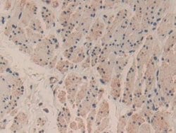 Invitrogen Caspase 3 Polyclonal Antibody:Antibodies:Primary Antibodies