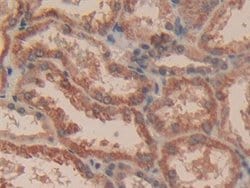 Invitrogen Caspase 3 Polyclonal Antibody:Antibodies:Primary Antibodies