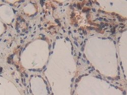 Invitrogen Caspase 3 Polyclonal Antibody:Antibodies:Primary Antibodies