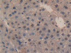 Invitrogen Caspase 3 Polyclonal Antibody:Antibodies:Primary Antibodies