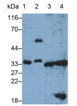 Invitrogen Caspase 3 Polyclonal Antibody:Antibodies:Primary Antibodies