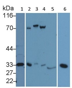 Invitrogen Caspase 3 Polyclonal Antibody:Antibodies:Primary Antibodies