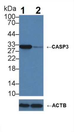 Invitrogen Caspase 3 Polyclonal Antibody:Antibodies:Primary Antibodies