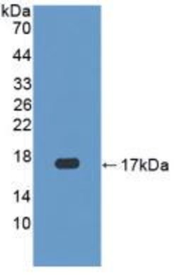 Invitrogen Caspase 3 Polyclonal Antibody:Antibodies:Primary Antibodies