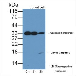 Invitrogen Caspase 3 Polyclonal Antibody:Antibodies:Primary Antibodies