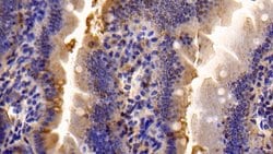 Invitrogen Caspase 7 Polyclonal Antibody:Antibodies:Primary Antibodies