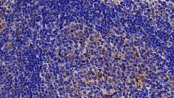 Invitrogen Caspase 7 Polyclonal Antibody:Antibodies:Primary Antibodies