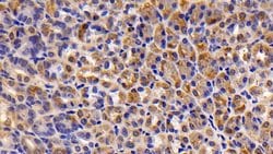 Invitrogen Caspase 7 Polyclonal Antibody:Antibodies:Primary Antibodies