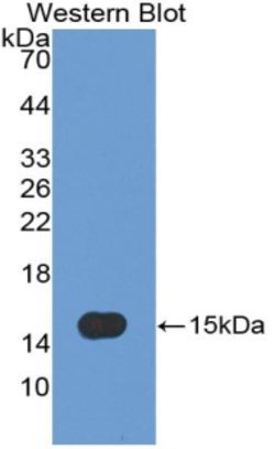 Invitrogen Caspase 7 Polyclonal Antibody:Antibodies:Primary Antibodies