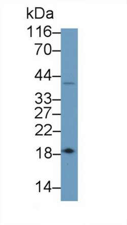 Invitrogen Caspase 7 Polyclonal Antibody:Antibodies:Primary Antibodies