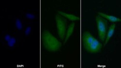 Invitrogen Caspase 8 Polyclonal Antibody 200 &mu;L; Unconjugated:Antibodies,