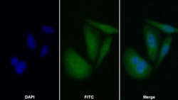 Invitrogen Caspase 8 Polyclonal Antibody 200 &mu;L; Unconjugated:Antibodies,