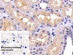 Invitrogen Caspase 8 Polyclonal Antibody 200 &mu;L; Unconjugated:Antibodies,