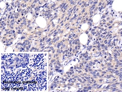 Invitrogen Caspase 8 Polyclonal Antibody 200 &mu;L; Unconjugated:Antibodies,