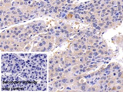 Invitrogen Caspase 8 Polyclonal Antibody 200 &mu;L; Unconjugated:Antibodies,