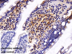 Invitrogen Caspase 8 Polyclonal Antibody 200 &mu;L; Unconjugated:Antibodies,